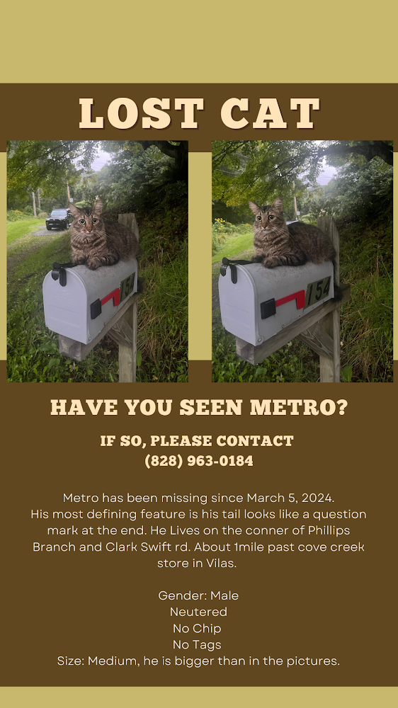 Image of Metro, Lost Cat