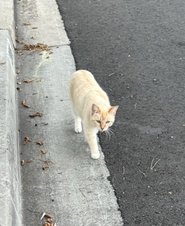Image of Unknownss, Found Cat