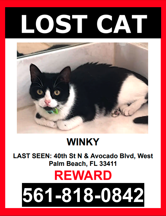 Image of Winky, Lost Cat