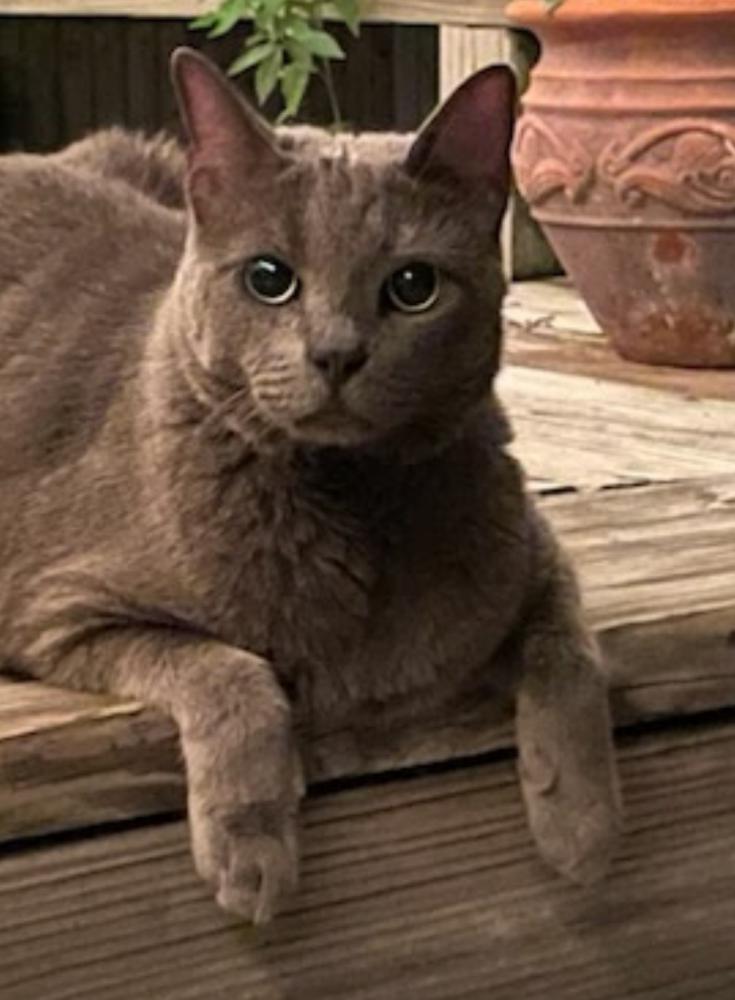 Image of Blues, Lost Cat