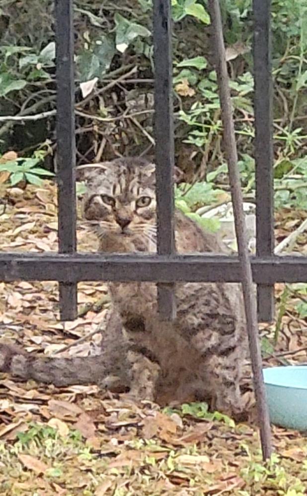 Image of Unknown Tabby, Found Cat