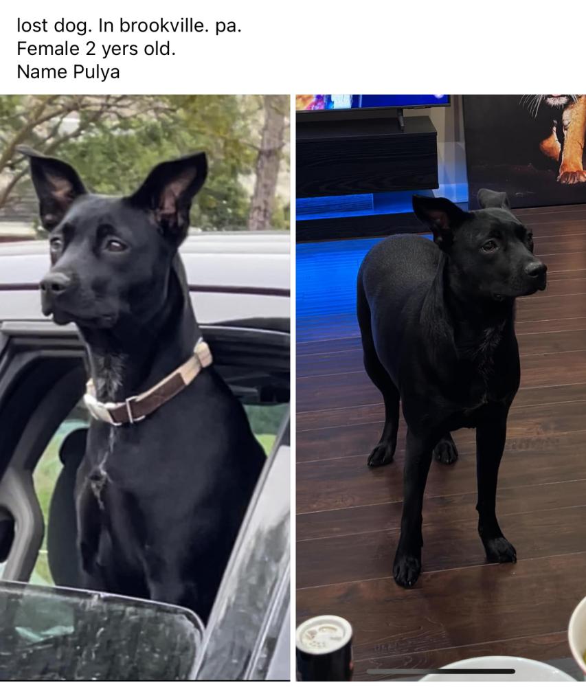 Image of Pulya, Lost Dog