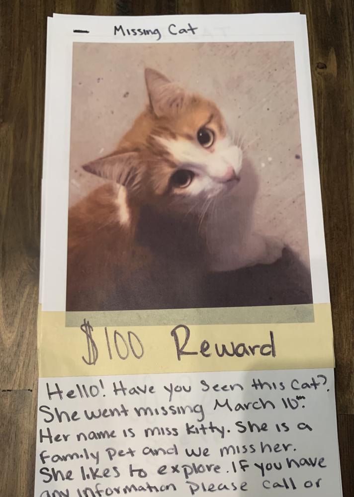 Image of Miss Kitty, Lost Cat