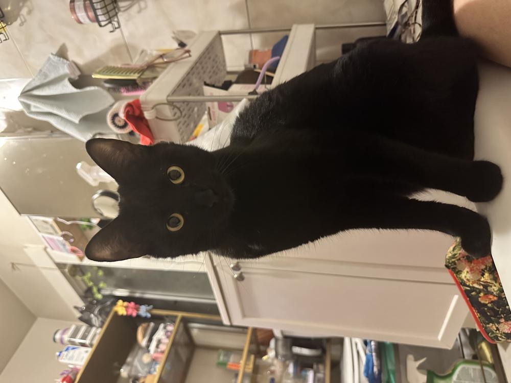 Image of JB (Jack Black), Lost Cat