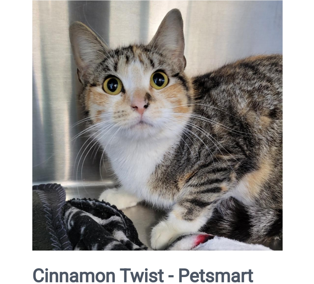 Image of Cinnamon Twist, Lost Cat