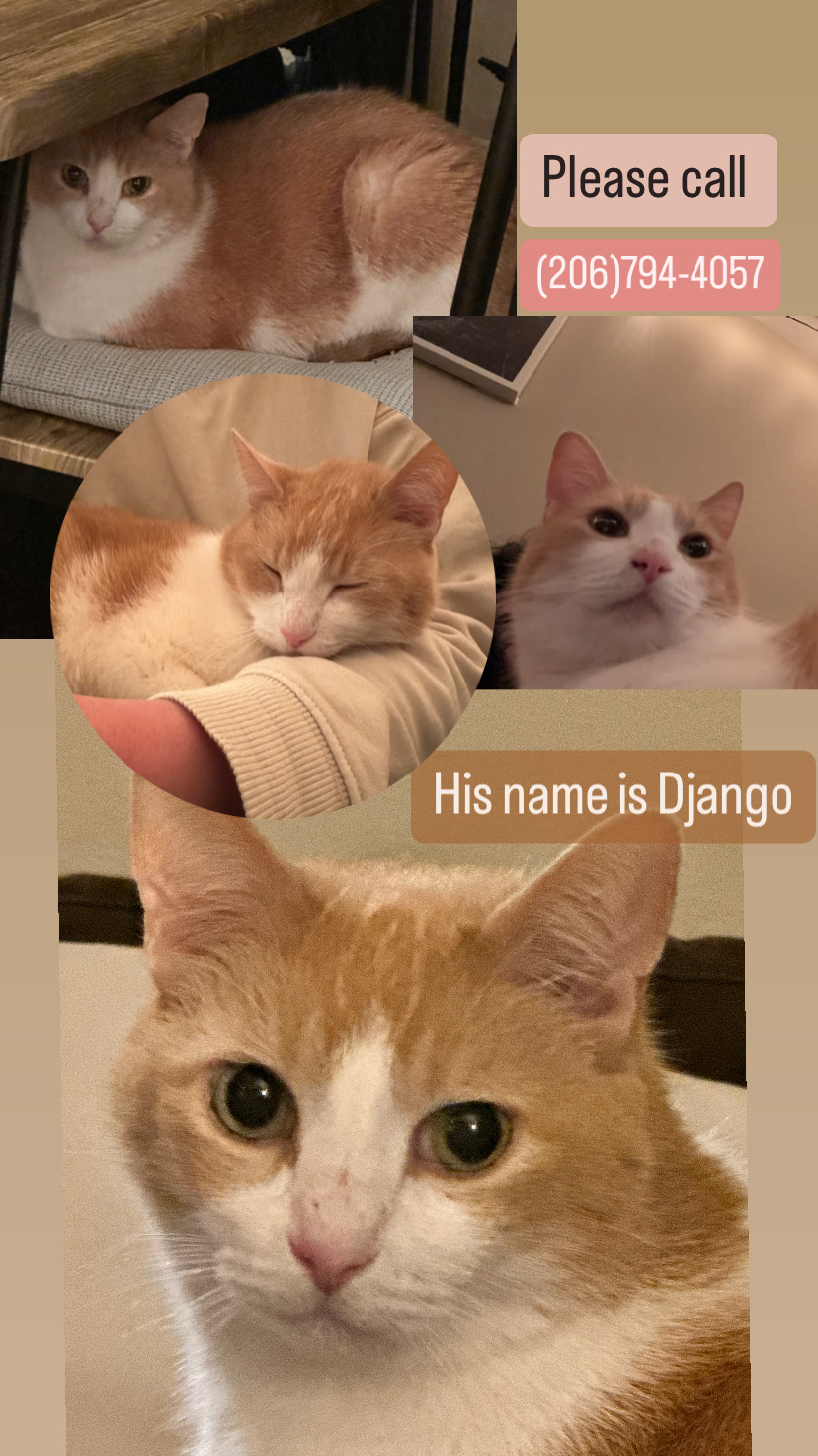 Image of Django, Lost Cat