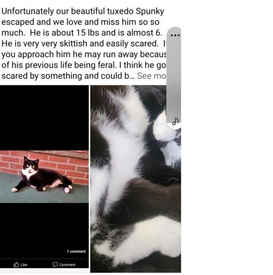 Image of Spunky, Lost Cat