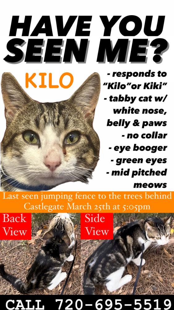 Image of Kilo, Lost Cat