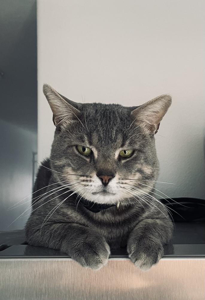 Image of Ferguson, Lost Cat