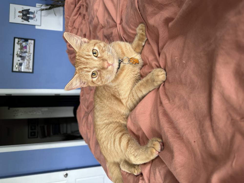 Image of Hashbrown, Lost Cat