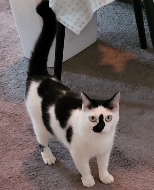 Image of Lucy Lou, Lost Cat