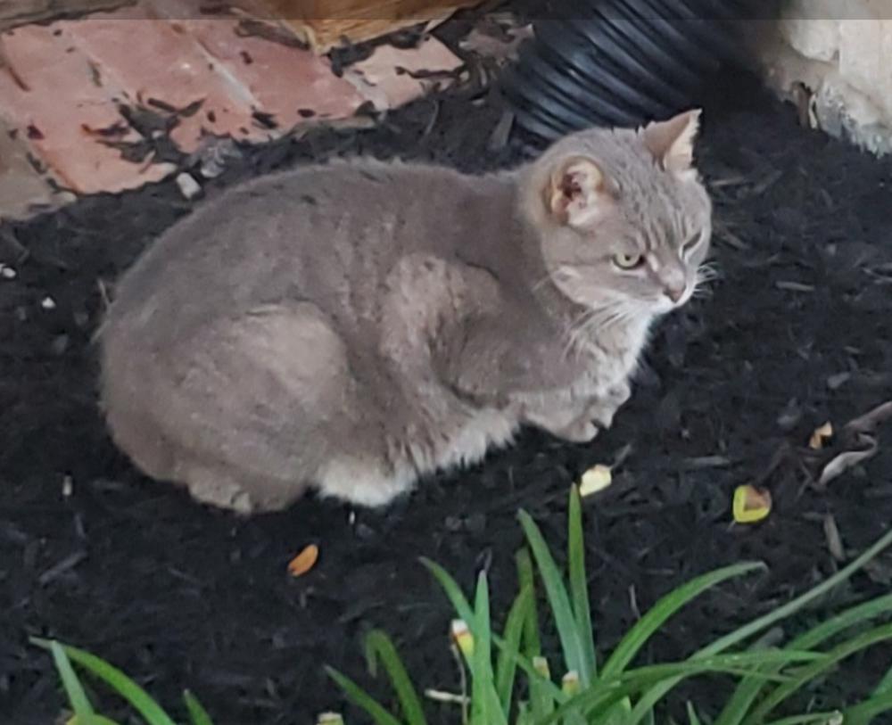 Image of Pretty Lady, Lost Cat