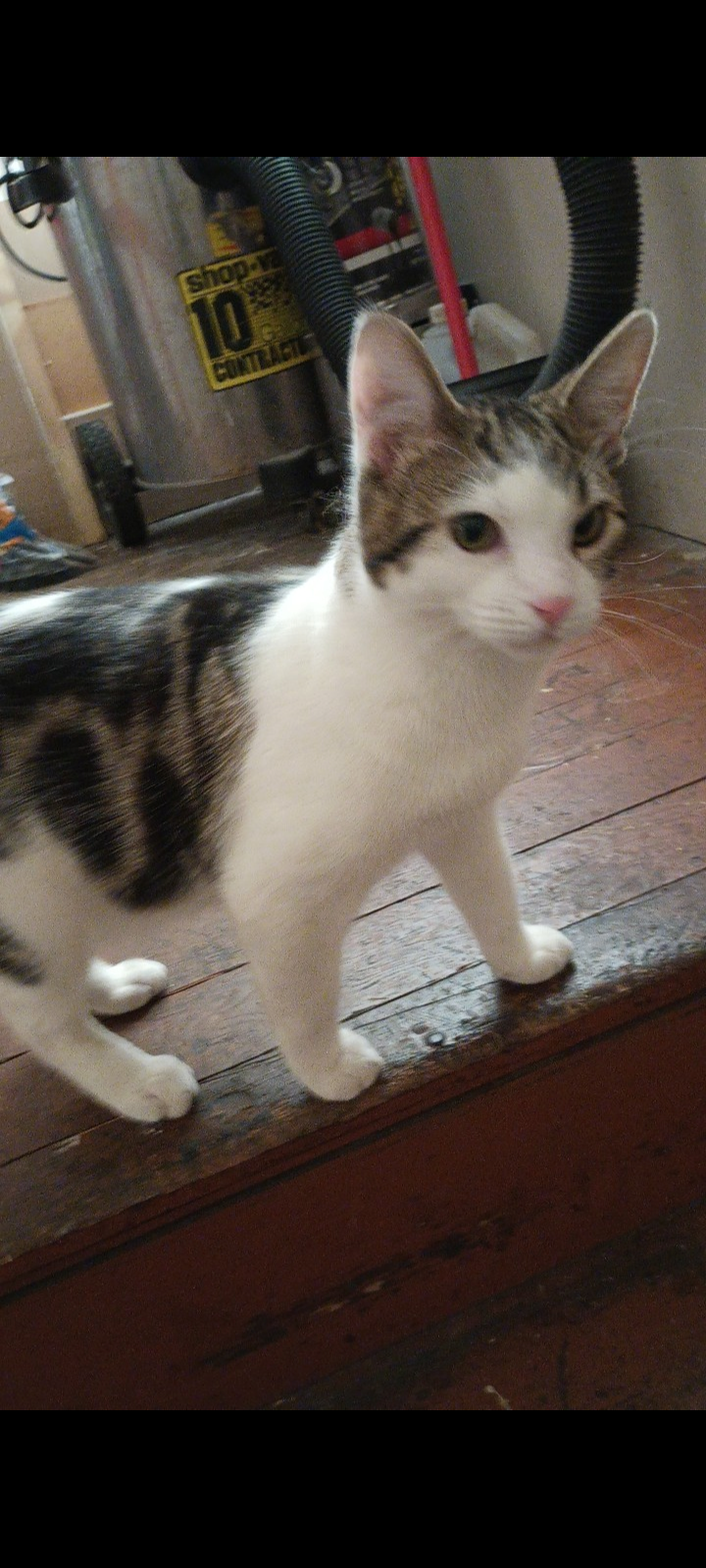 Image of Zuko, Lost Cat