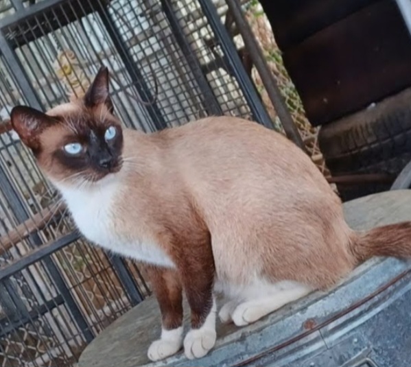 Image of Kaika, Lost Cat