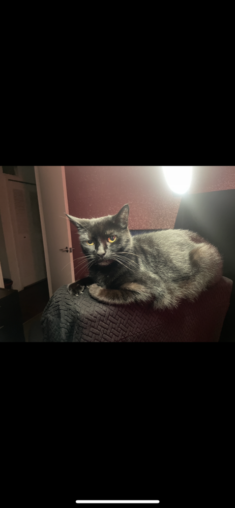 Image of Krazy, Lost Cat
