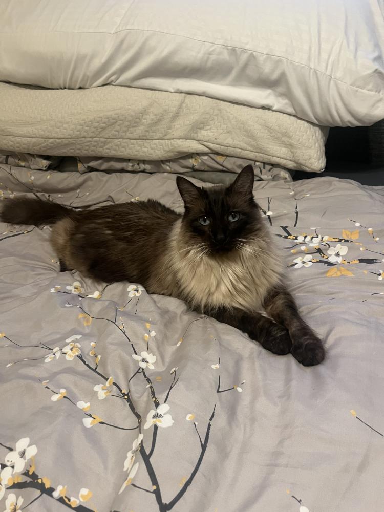 Image of 17, Lost Cat