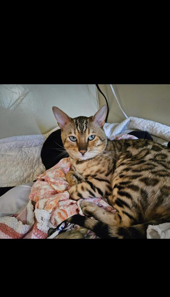 Image of Tino, Lost Cat