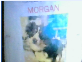 Image of Morgan, Lost Dog