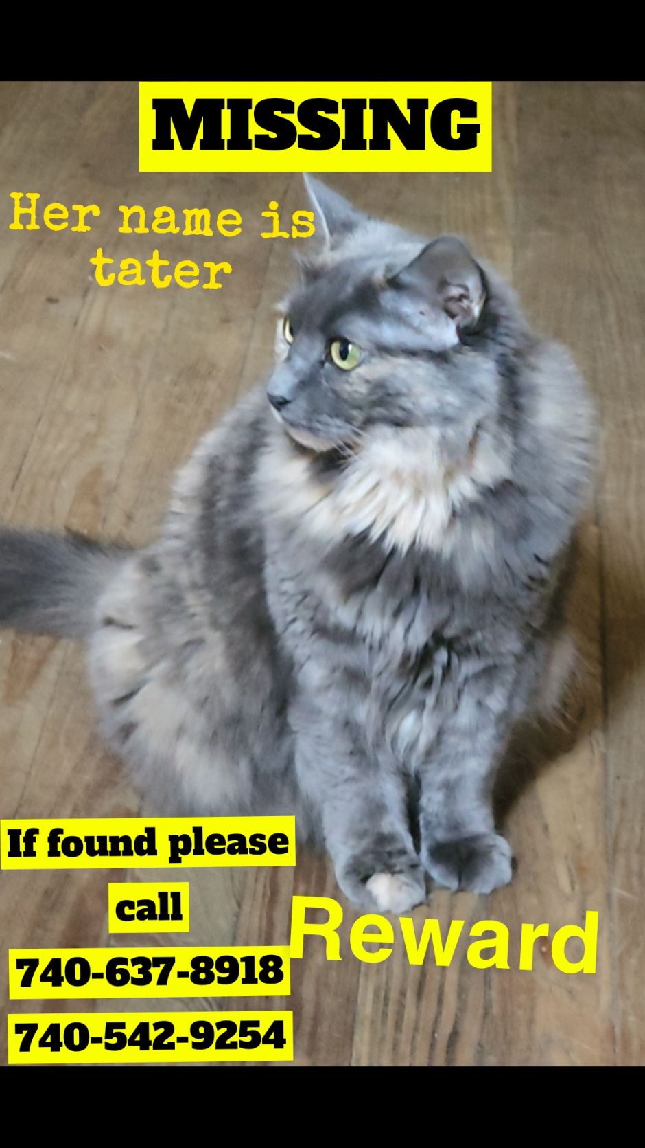 Image of Tater, Lost Cat