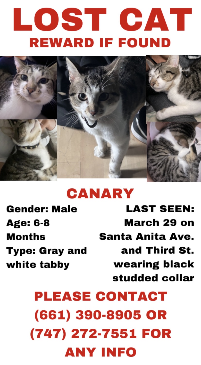 Image of Canary, Lost Cat