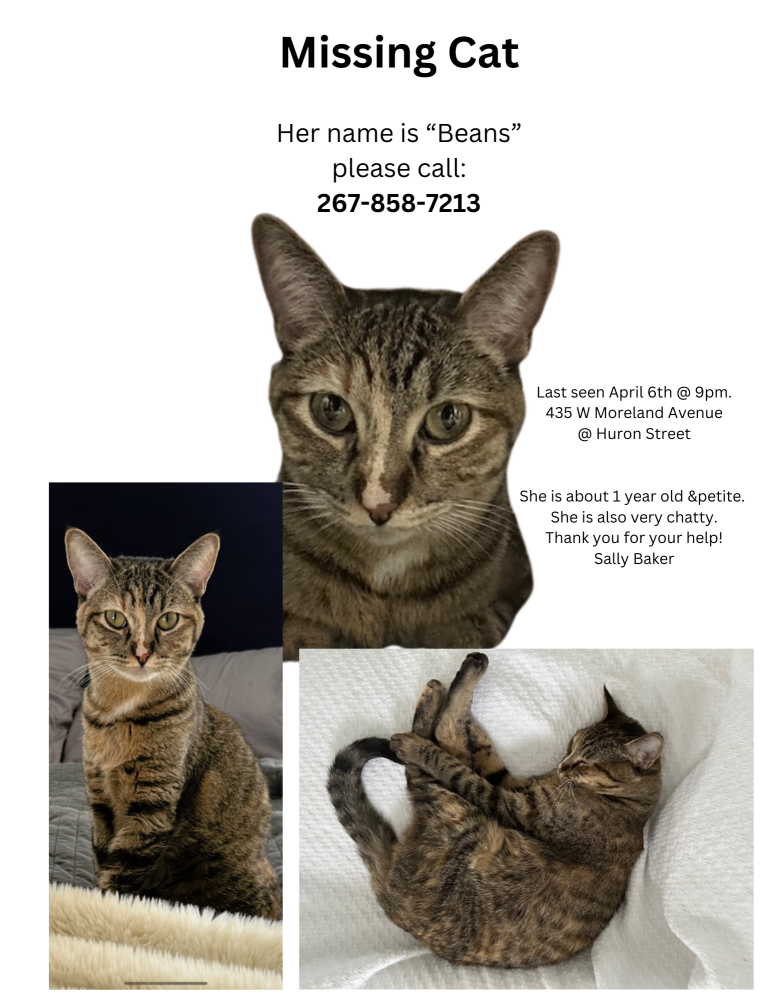 Image of Beans, Lost Cat