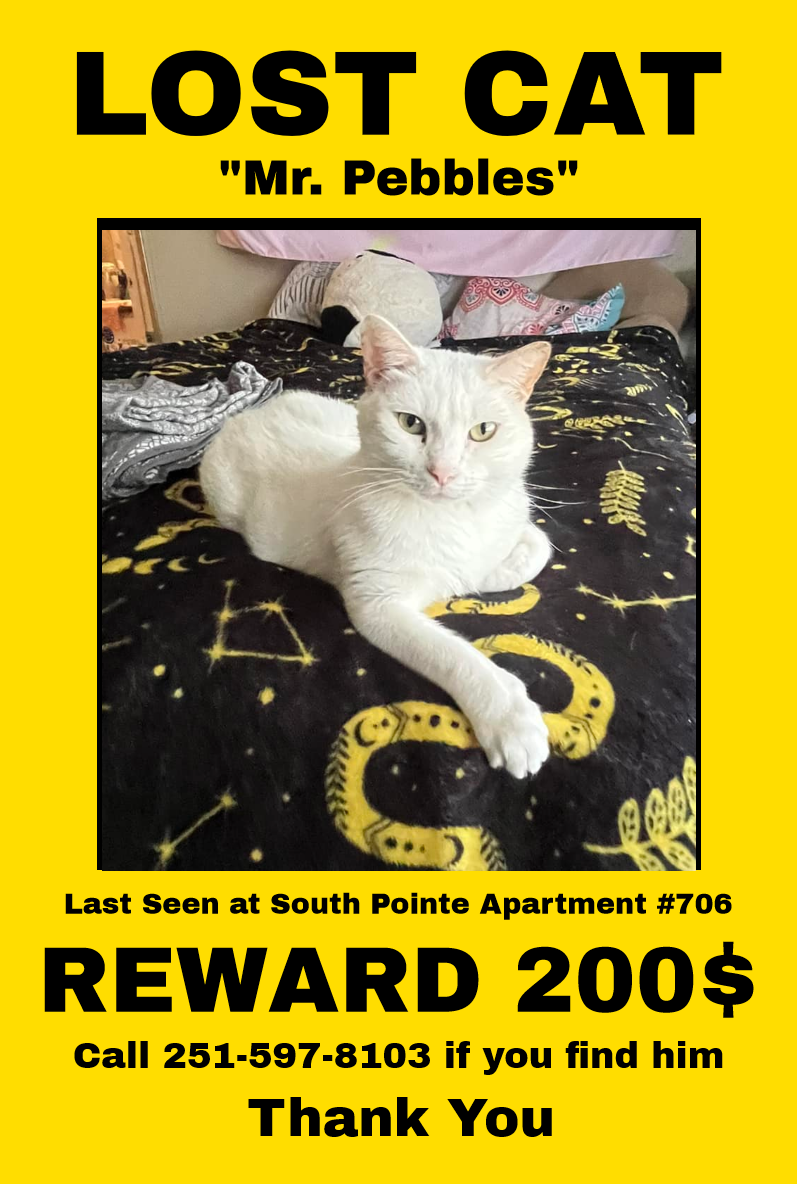 Image of Mr. Pebbles, Lost Cat