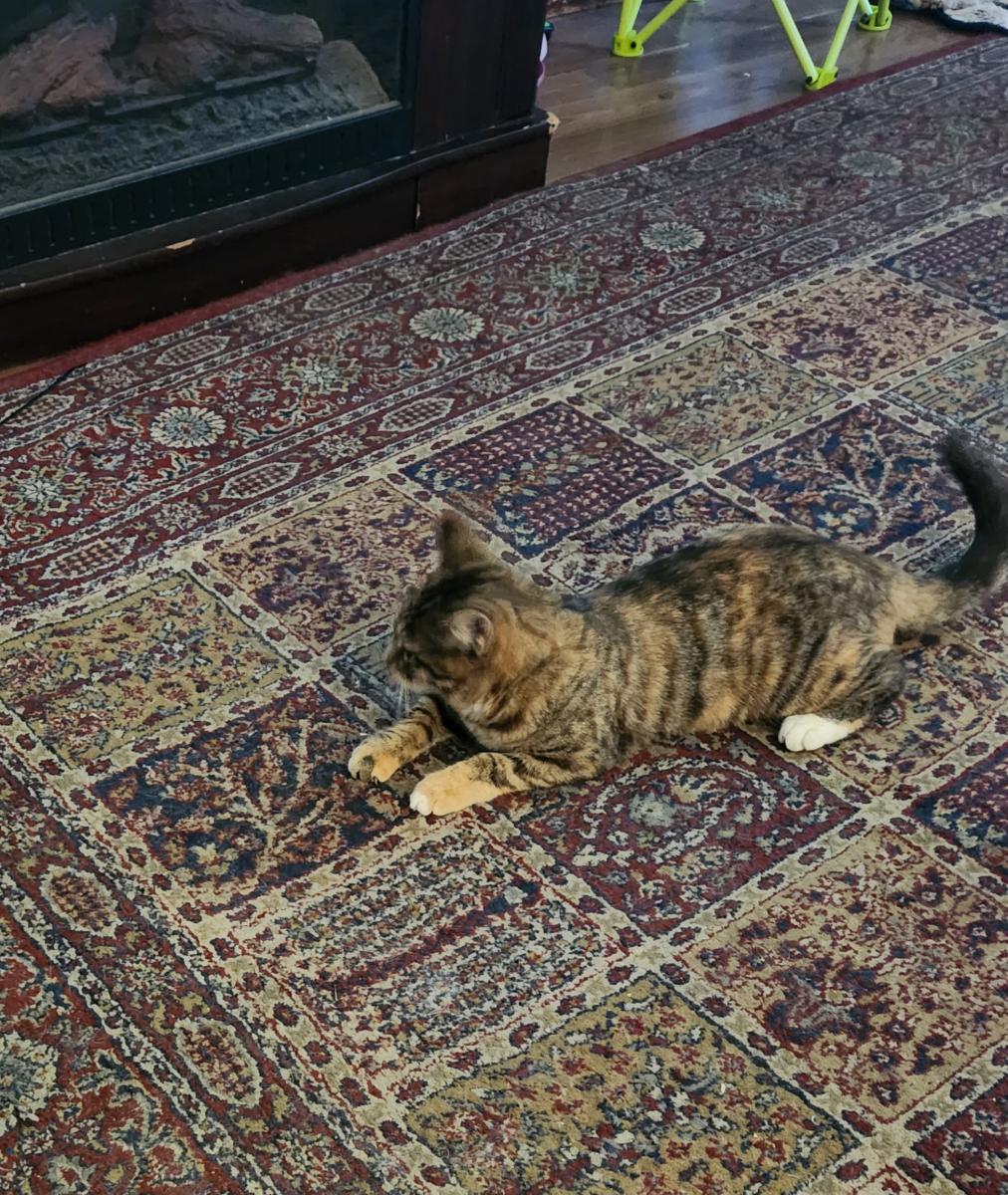 Image of Winnie, Lost Cat