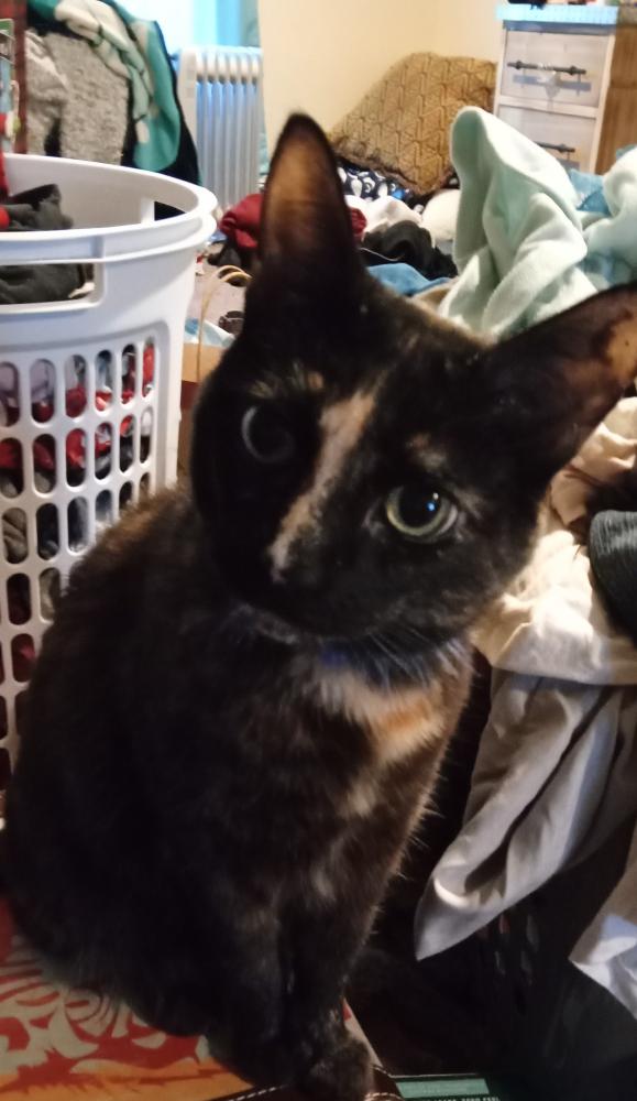 Image of Sara, Lost Cat