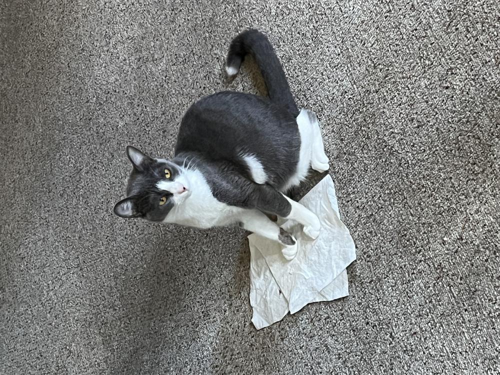 Image of Lucy, Lost Cat
