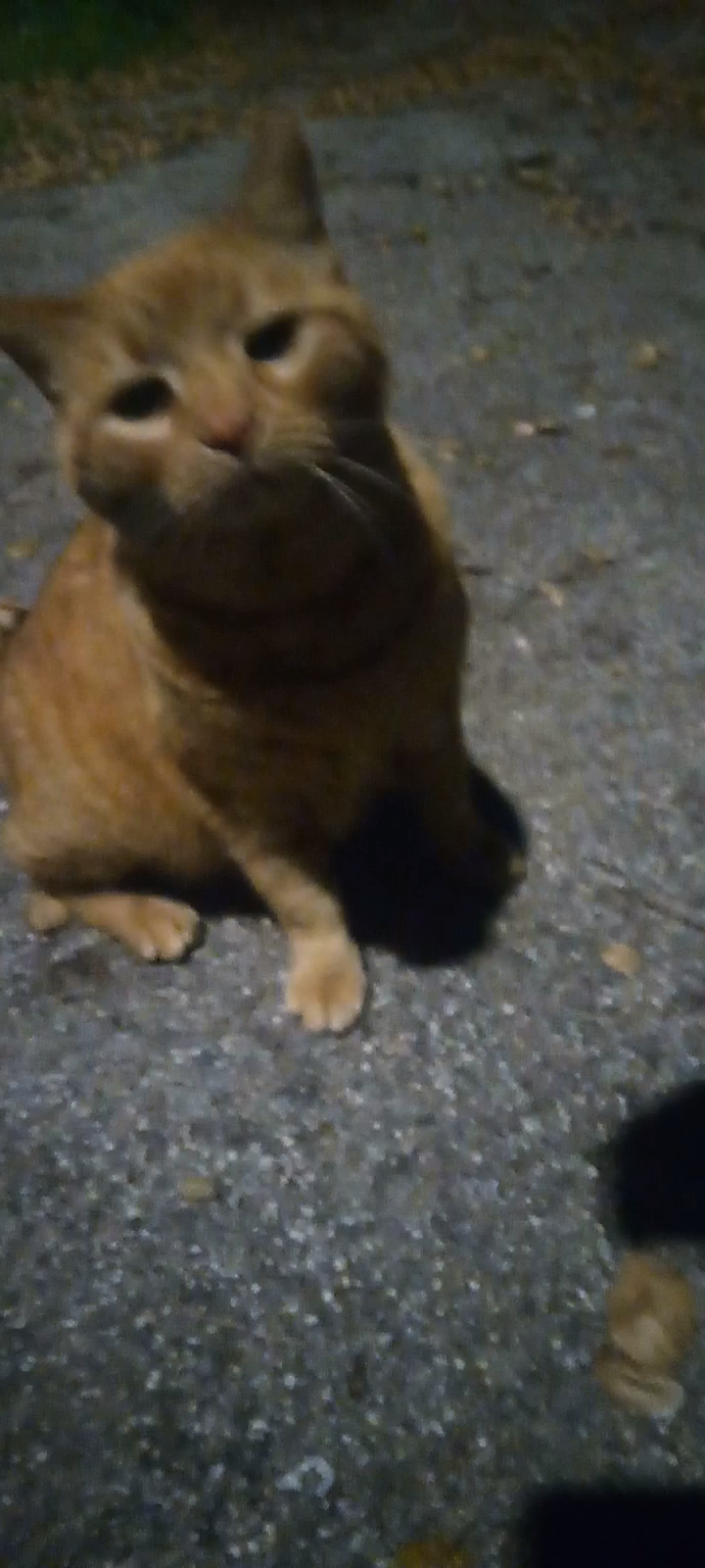 Image of Orange Tabby, Found Cat