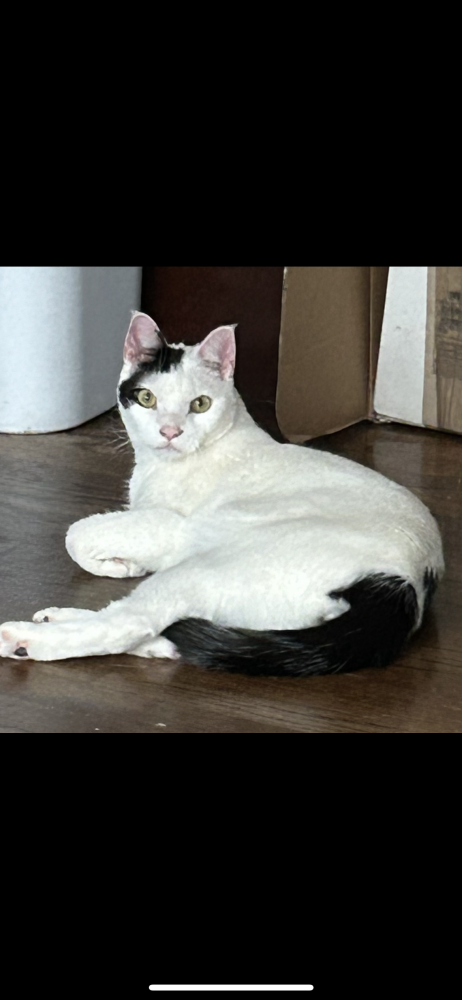 Image of Mini, Lost Cat