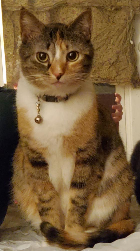 Image of Kira, Lost Cat