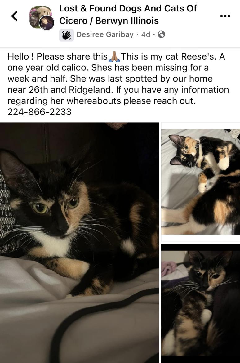 Image of Reeses, Lost Cat