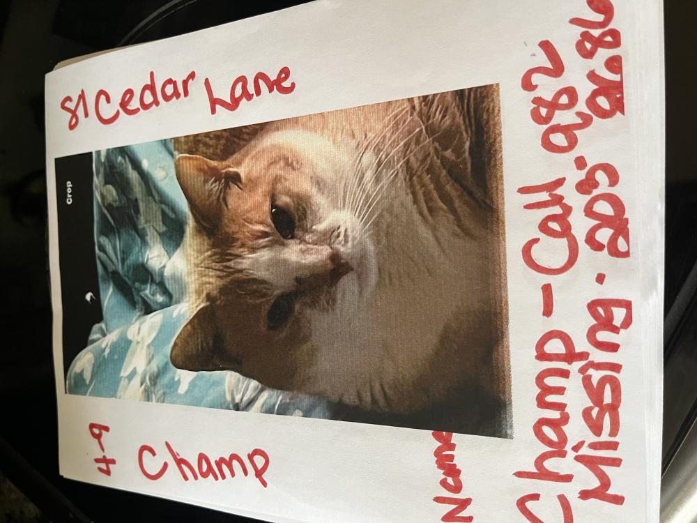 Image of Champ, Lost Cat