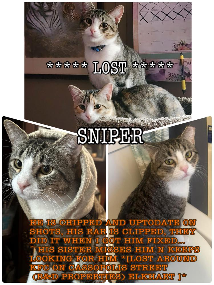 Image of Sniper, Lost Cat