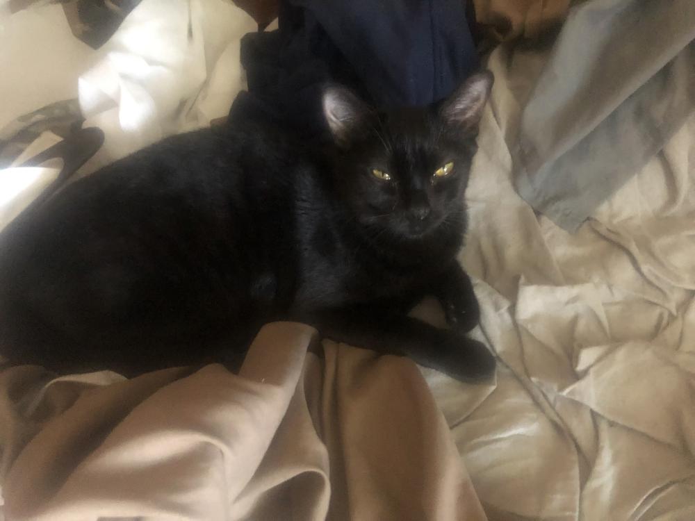 Image of Plag, Lost Cat