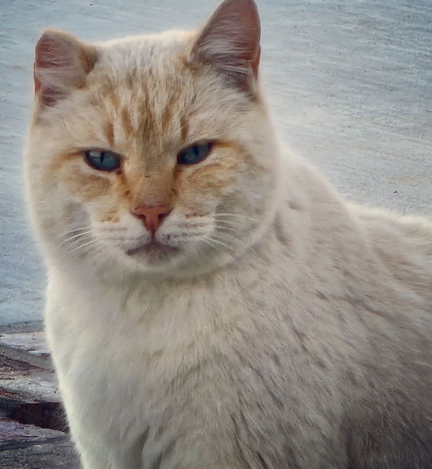 Image of Sassy, Lost Cat