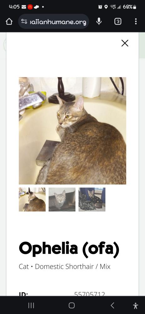 Image of Ophelia (ofa), Lost Cat