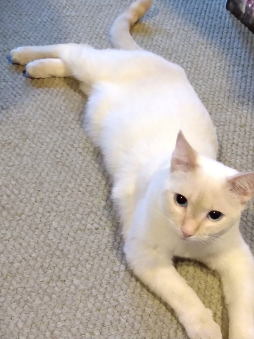 Image of Snowbell, Lost Cat