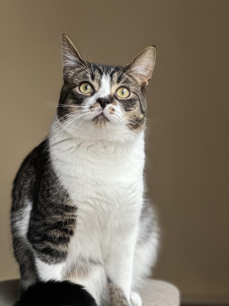 Image of Apollo, Lost Cat