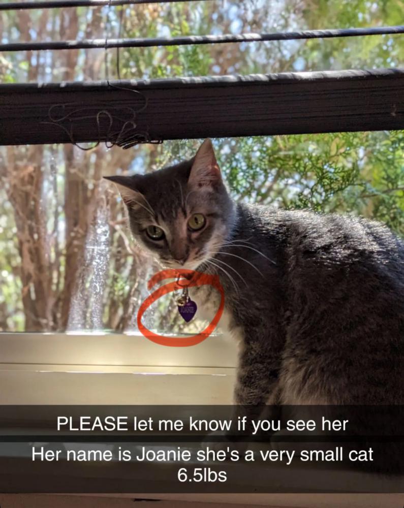 Image of Joanie, Lost Cat
