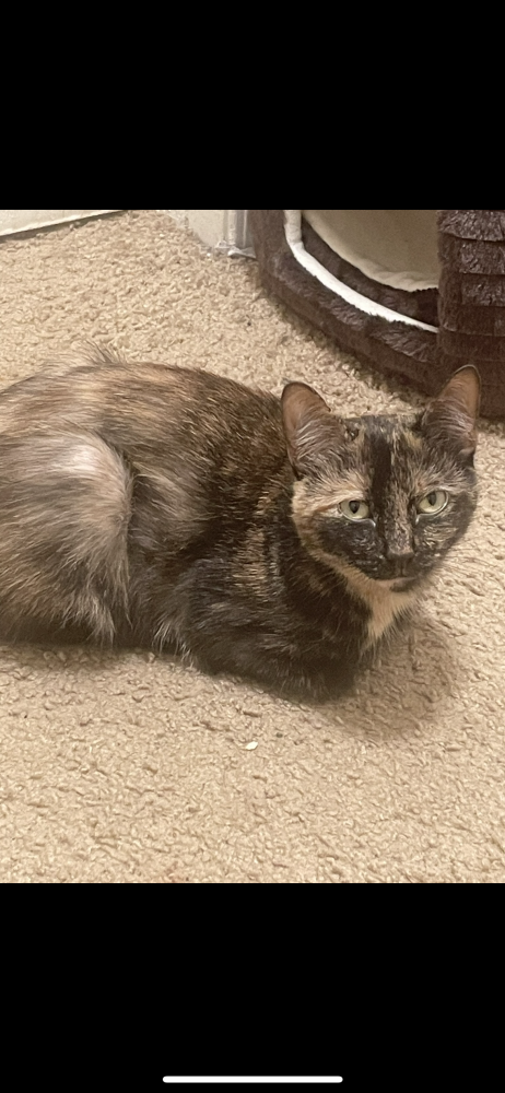 Image of Brownie, Lost Cat