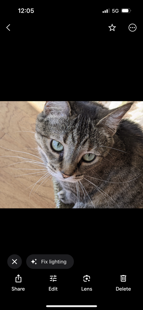 Image of Sheba, Lost Cat