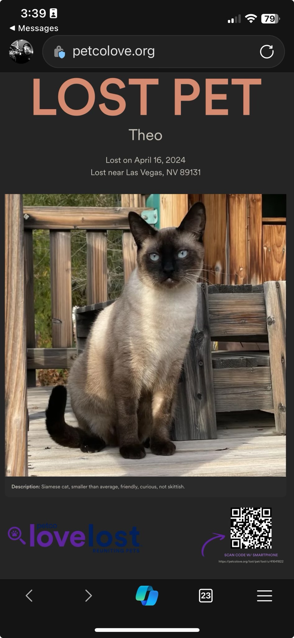 Image of Theo, Lost Cat