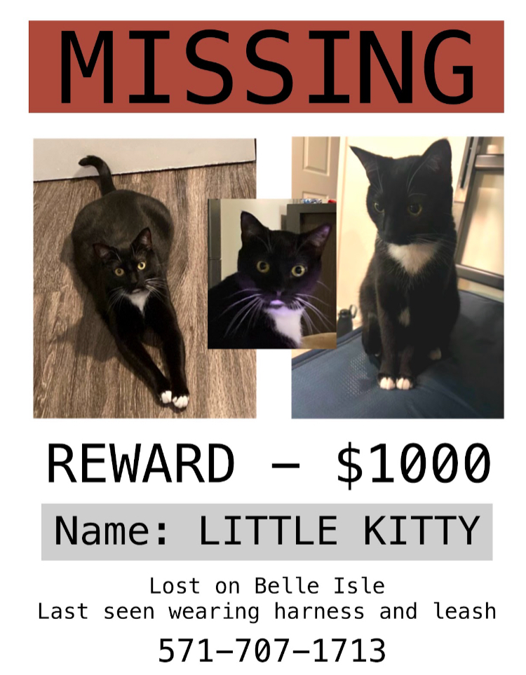 Image of Little Kitty, Lost Cat