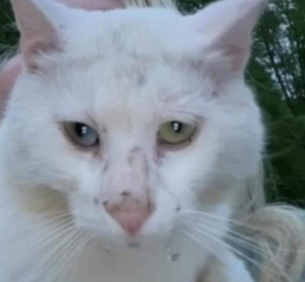 Image of Polkadot/kittykitty, Lost Cat