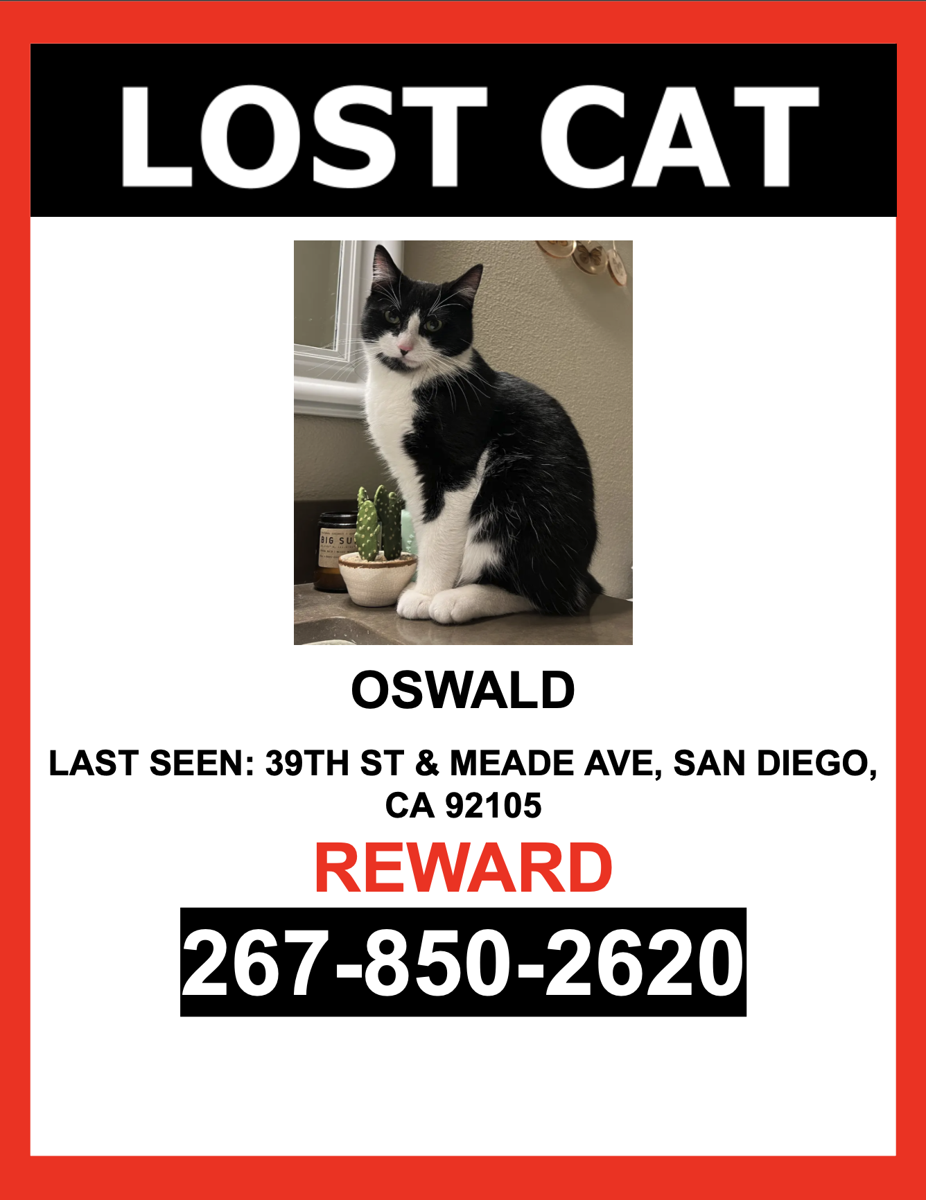 Image of Oswald, Lost Cat