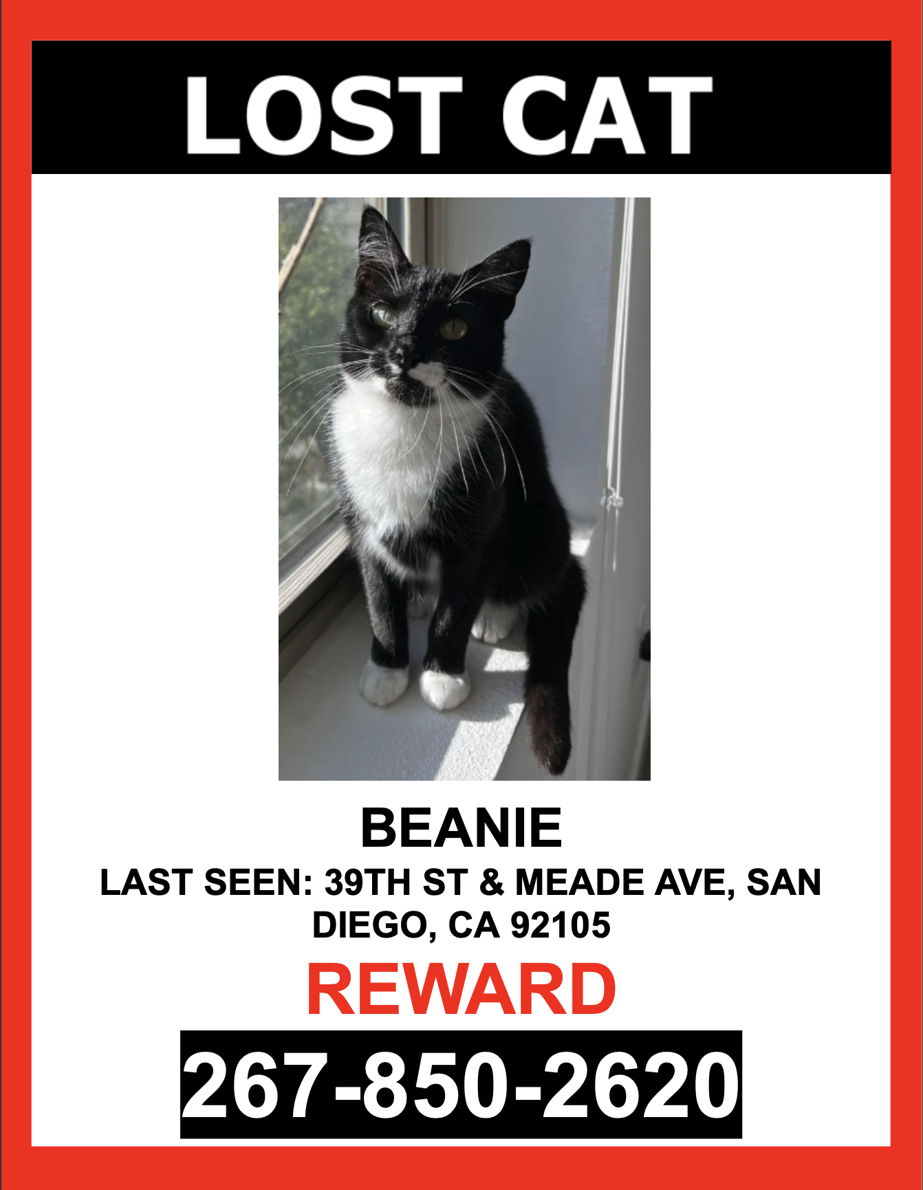 Image of Beanie, Lost Cat