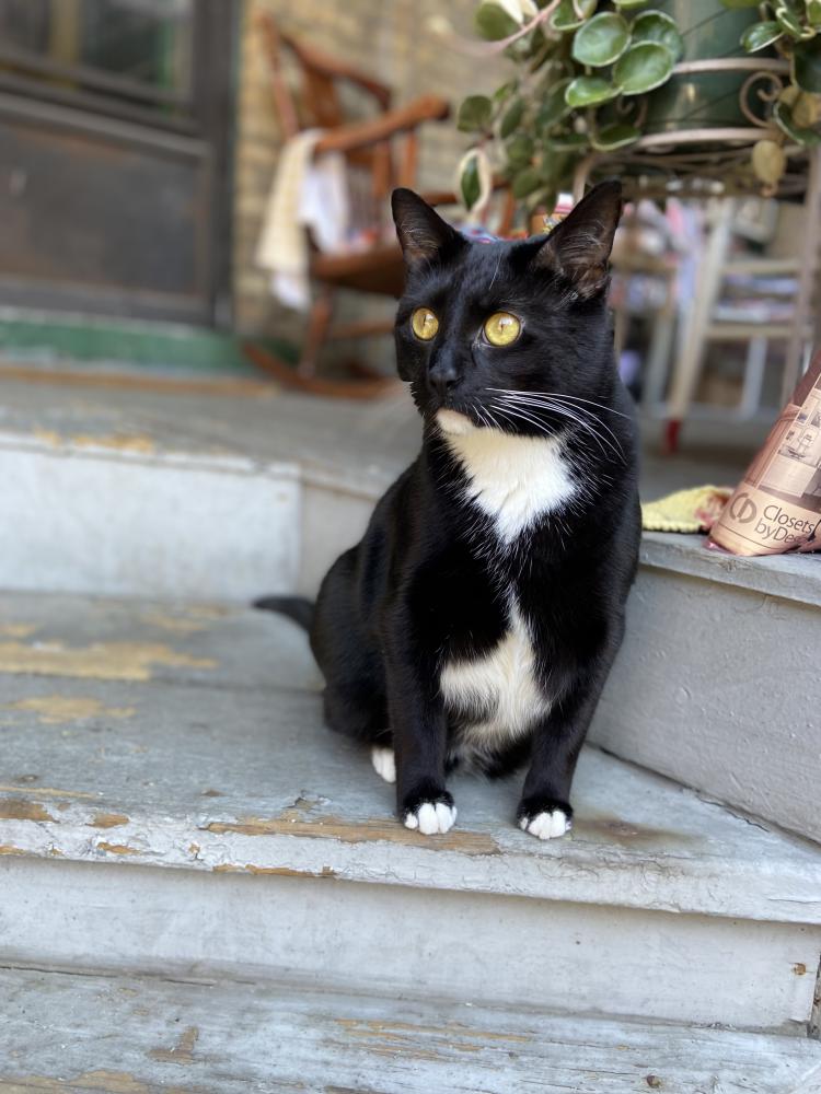 Image of Mr. Monopoly, Lost Cat