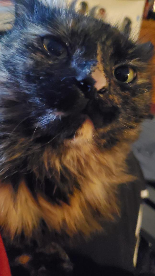 Image of Leela, Lost Cat